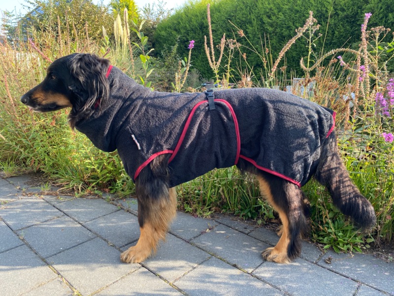 SF_Hovawart_Bademantel1 Hovawart mit Bademantel vor einem Teich