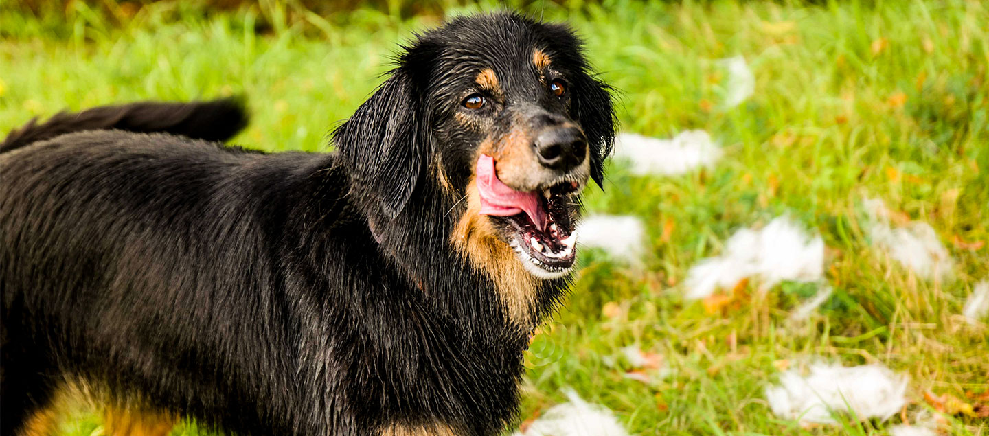 Hund zerstört Sachen