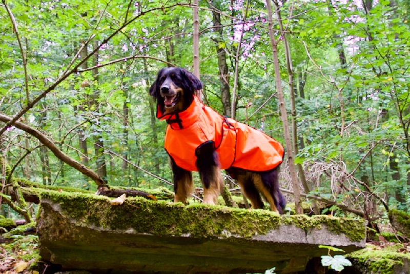 Hovawart mit Regenmantel im Wald