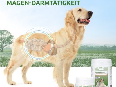 Ulmenrinde Natürliche Unterstützung für den Magen-Darm-Trakt