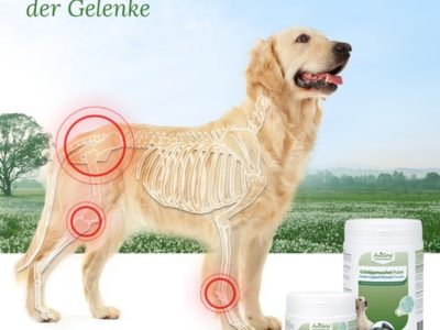 Grünlippmuschelpulver für den Hund ist eine natürliche Gelenkenahrung. Das Pulver in Vollfettqualität trägt zum Erhalt des Gelenkknorpels bei