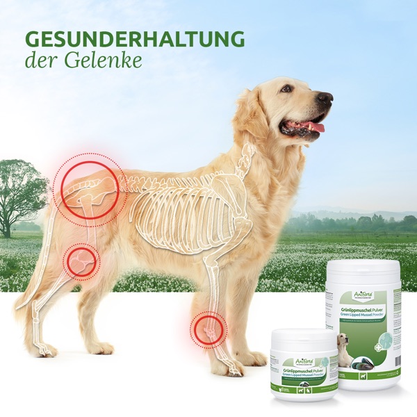 Guenlippmuschelpulver_Hovawart2 Grünlippmuschelpulver für den Hund ist eine natürliche Gelenkenahrung. Das Pulver in Vollfettqualität trägt zum Erhalt des Gelenkknorpels bei