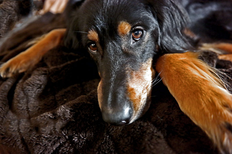 Hundebetten für den Hovawart