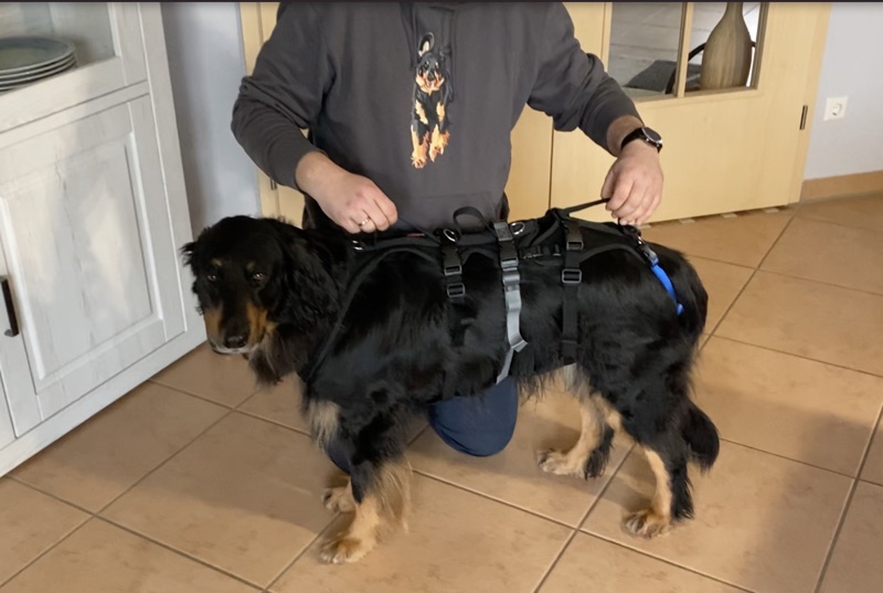 Grossenbacher XLong für kranke Hunde2