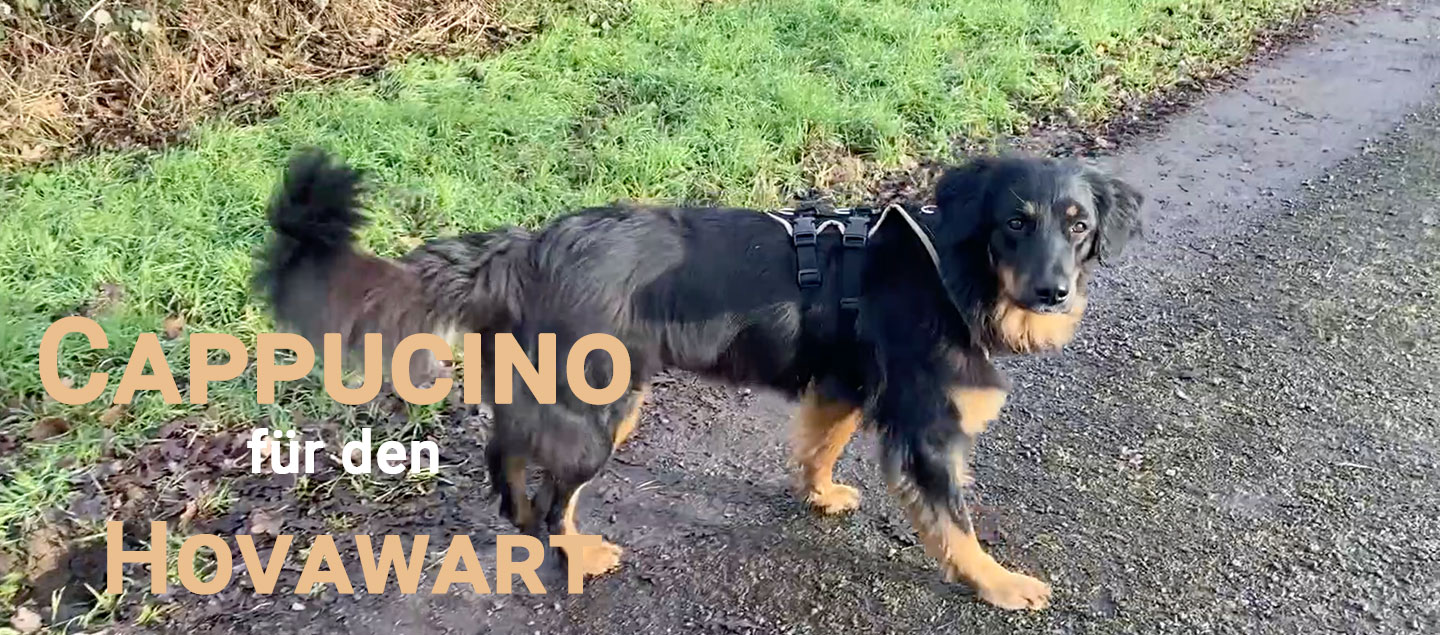 Hovawart mit einem Grossenbacher Support Geschirr