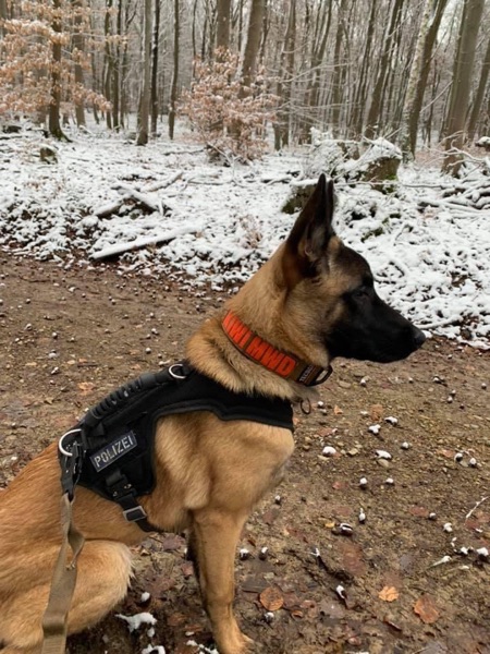 Hovawar Rocks_Kunden_310120214 Schutzdienstgeschirr für den Mali im Wald