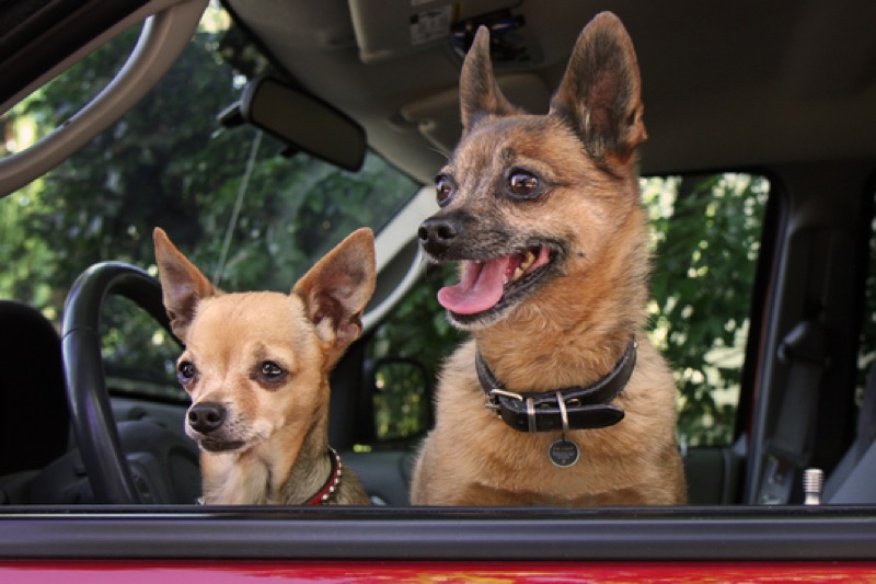 Hovawart_Shop_Produkte4 Zwei Hunde mit Spotted QR Marke