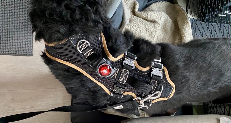 Zufriedene_Hovawart_Shop_Kunden3 Travel Geschirr fürs Auto