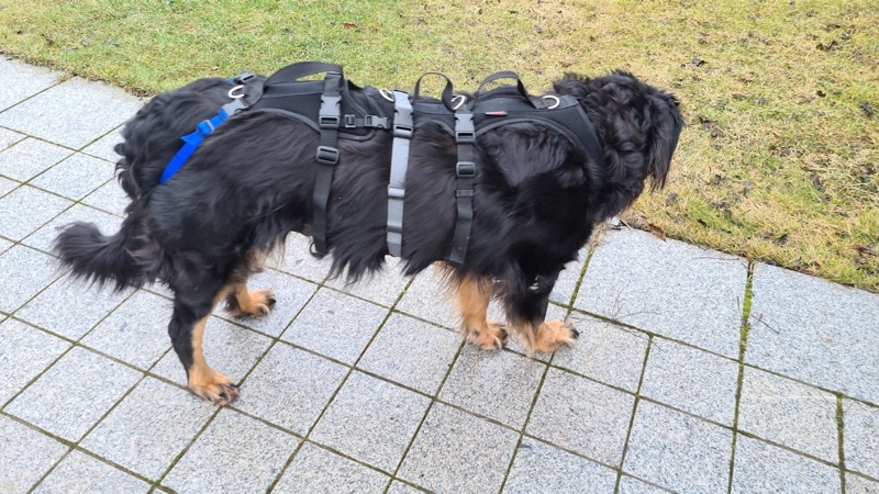 Geschirr für alten und kranken Hund1 Spezial Geschirr für einen alten und kranken Hund