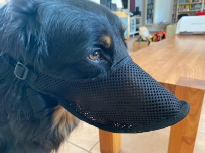 Giftköderschutz für einen großen Hund wie dem Hovawart