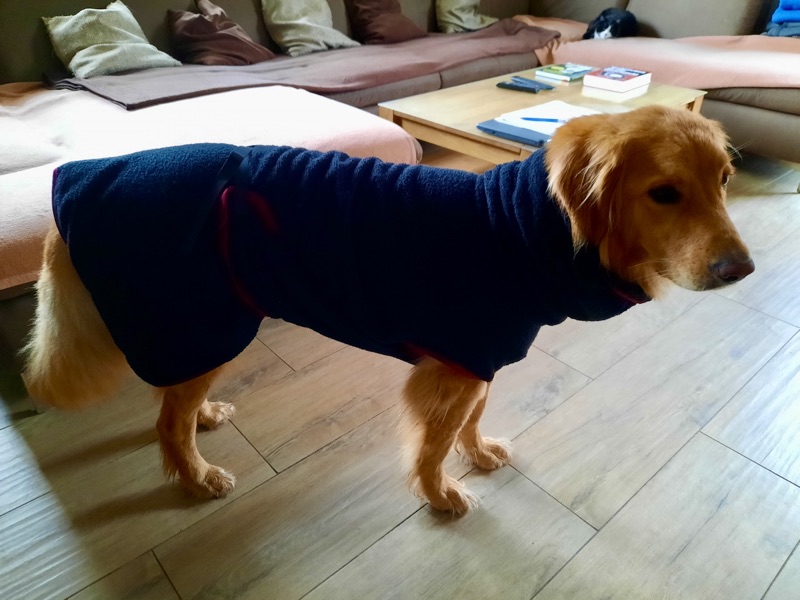 Hovawart im Badematel1 Großer Hund im Bademantel