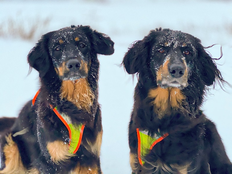Hovawart_Shop2 Grossenbacher Night Geschirr an einem großen Hund im Schnee