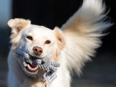Vom TÜV geprüftes Hundespielzeug für Junghunde, Welpen und Senioren aus reiner Baumwolle, zahnschonend