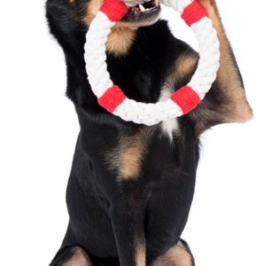 Hund mit Hundespielzeug Rettungsring Rita