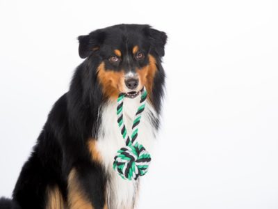 Vom TÜV Süd geprüftes Hundespielzeug aus reiner Baumwolle