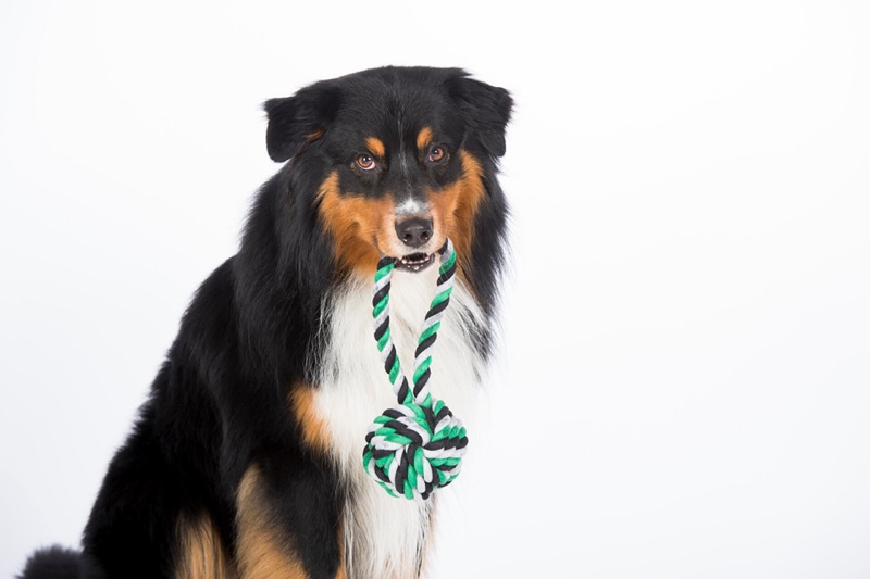 Hunde und Welpenspielzeug für den Hovawart und andere grose Hunde9 Vom TÜV Süd geprüftes Hundespielzeug aus reiner Baumwolle