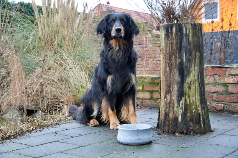 Napf_Hovawart_gross und edel3 Antibakterieller Napf aus Speckstein, verrutscht nicht