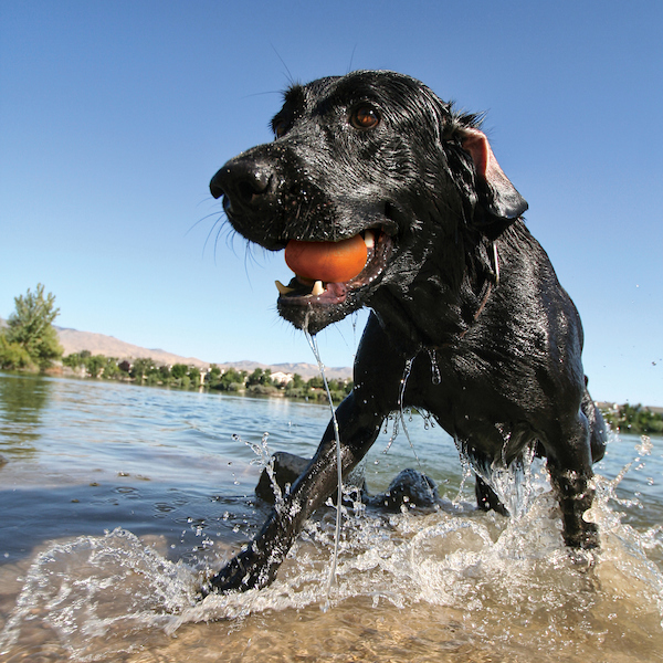 SkippingStones Dein Hund und du werden diese über das Wasser hüpfende Steine lieben.