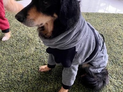 Bademantel für den Hovawart mit Beinen