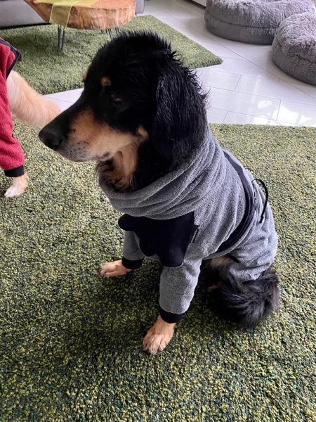 Bademantel Hovawart1 Bademantel für den Hovawart mit Beinen