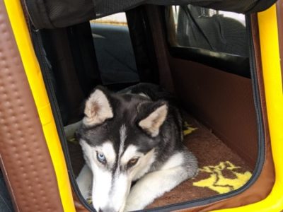 Hundebox für den Rücksitz für große Hunde wie den Hovawart oder Schäferhund