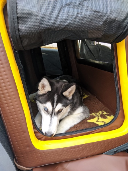 Hunde_Auto_Box_Hovawart_Ruecksitz2 Hundebox für den Rücksitz für große Hunde wie den Hovawart oder Schäferhund