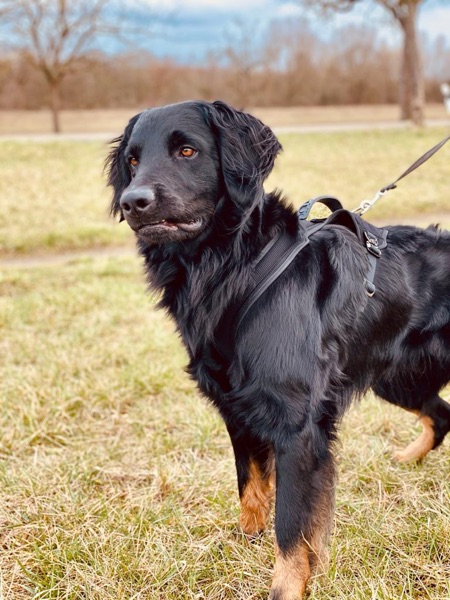 Schutzdienstgeschirr für den Hovwart, Schäferhund, Mali2 Schutzdienstgeschirr für den Hovawart