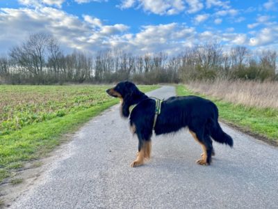 Hundeschirr von Axaeco an einem Hovawart