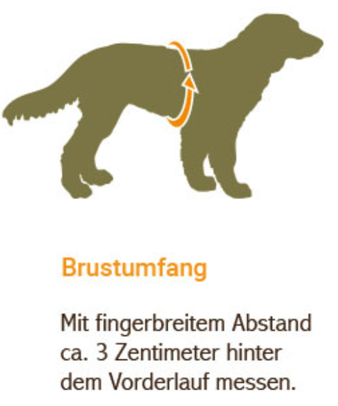 Brustumfang Ermittlung beim Hund