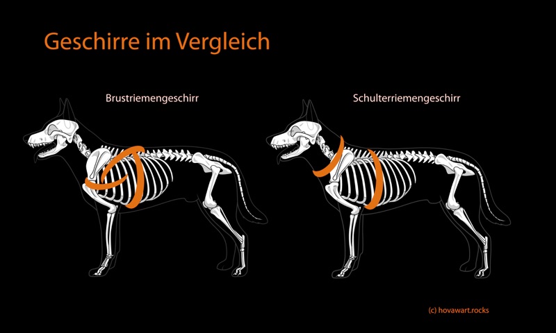Welcher Geschirrtyp für deinen Hund