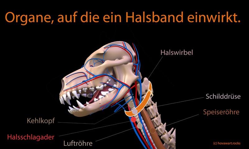 Verletzungen durch Halsband gebrauch beim Hund