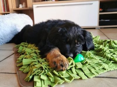 Hovawart Welpe mit Spielzeug Schnüffelrasen