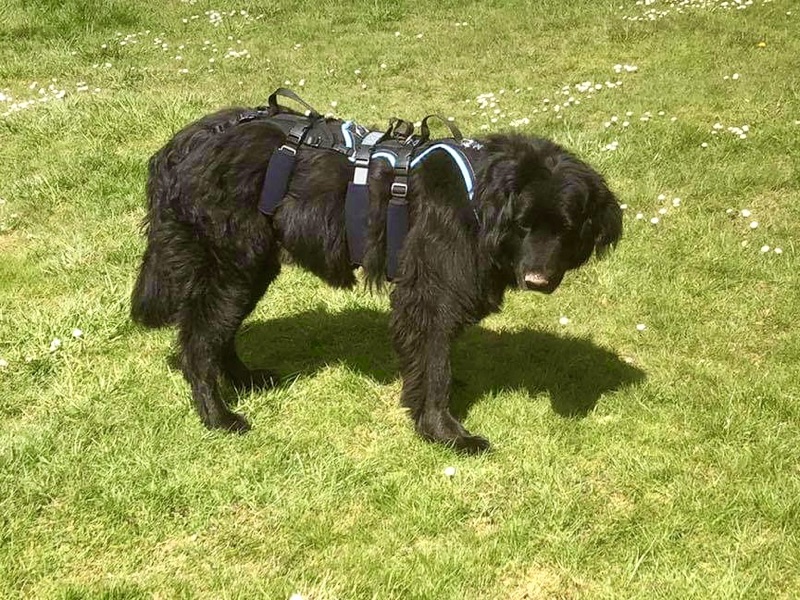 KD_Fotos_Hovawart5 Geschirr für ältere und kranke Hunde