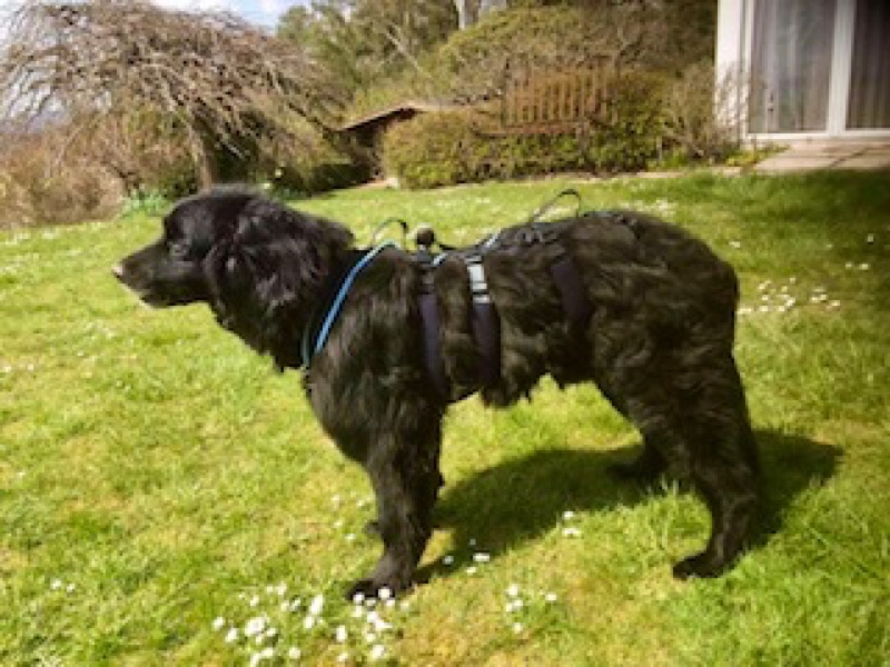 KD_Fotos_Hovawart6 Schwarzer Hovawart mit einem X Long Geschirr