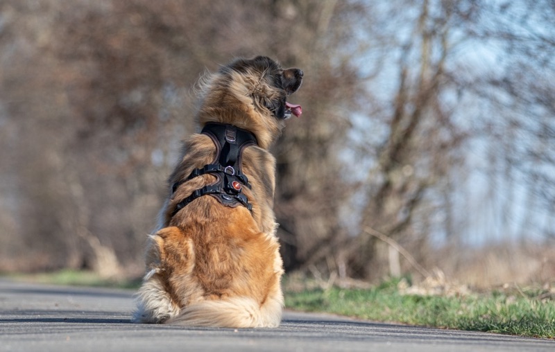 Leonberger mit einem Grossenbacher Geschirr von hovawart.rocks