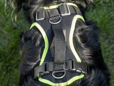 Mitwachendes Hundegeschirr an einem Hovawart