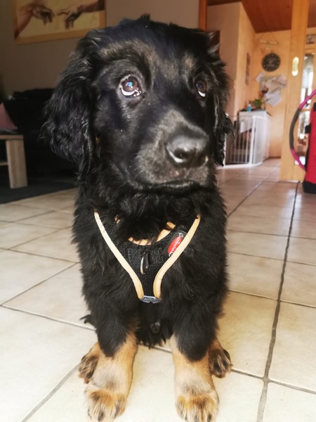 Welpengeschirr Hovawart1 Welpengeschirr an einem schwarzmarkenen Hovawart