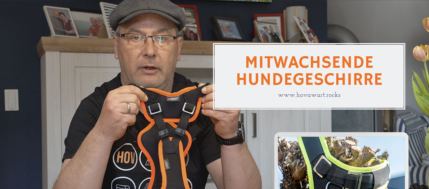 Mitwachsendes individuell einstellbares Hundegeschirr im Video