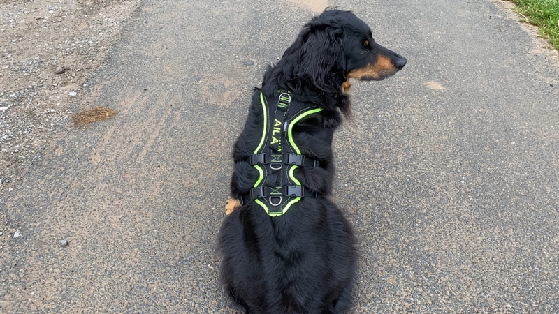 Bestickte_Hundegeschirre3