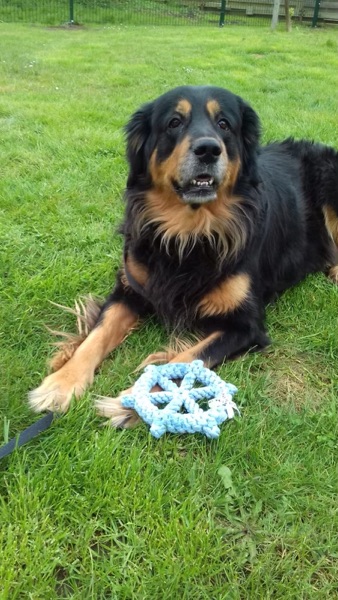 Hunde Physio2 Handgefertigtes vom TÜV zertifiziertes Hundespielzeug Skipper mit einem Hovawart