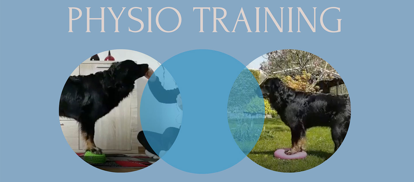 Physio mit deinem Hund