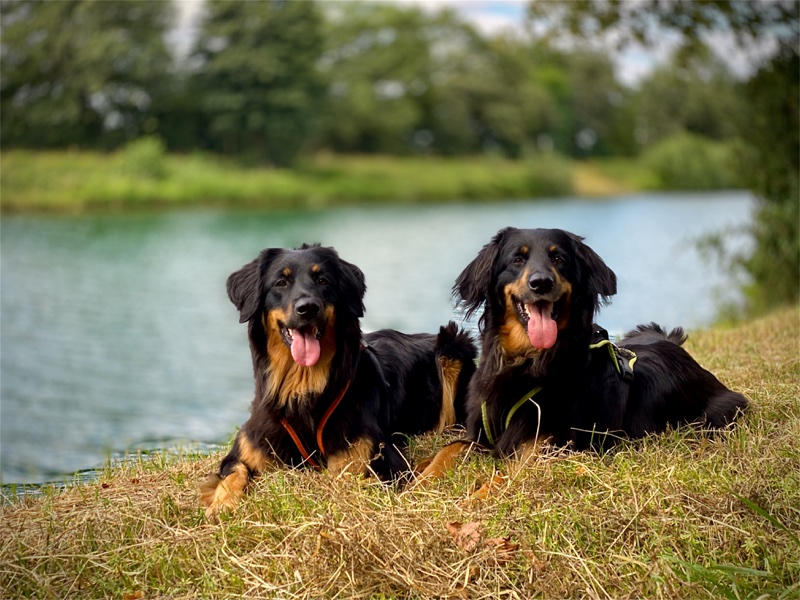 Zwei Hovawarte am Fluss