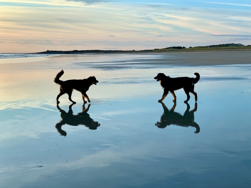Zwei Hovawart am Meer