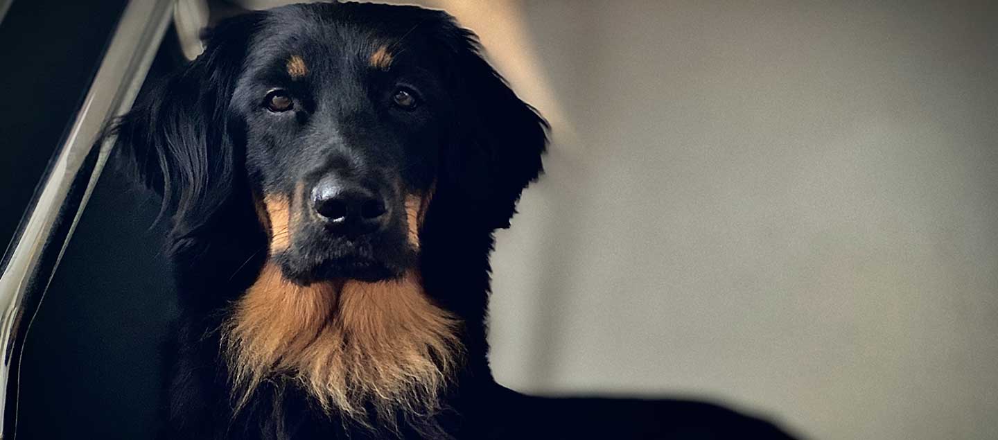 Hovawart Schwarzmarken