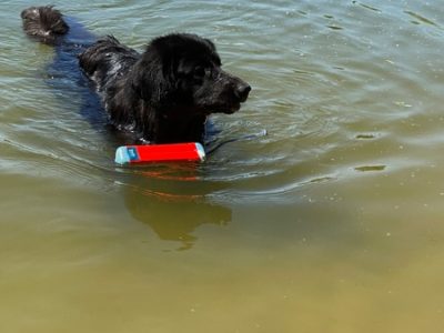 schwarzer Hovawart mit einem Wasserspielzeug