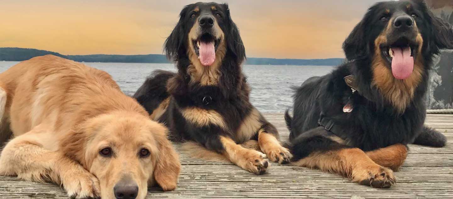 3 Hovawarte im Sonnenuntergang