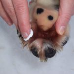 Pfote des Hundes wird mit Creme behandelt