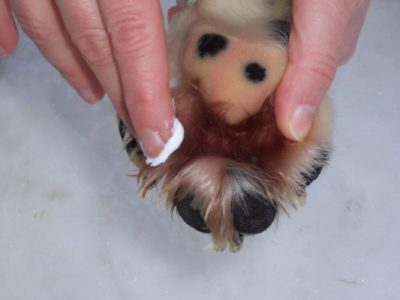 Pfote des Hundes wird mit Creme behandelt