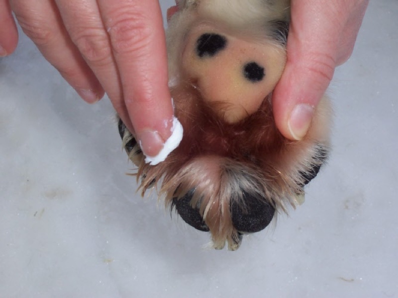 Richter_Pfotenschutz2 Pfote des Hundes wird mit Creme behandelt