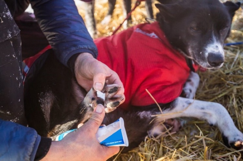 Richter_Pfotenschutz3